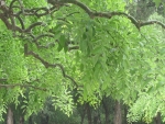 Cây..nhánh rồng