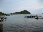 HonChong4